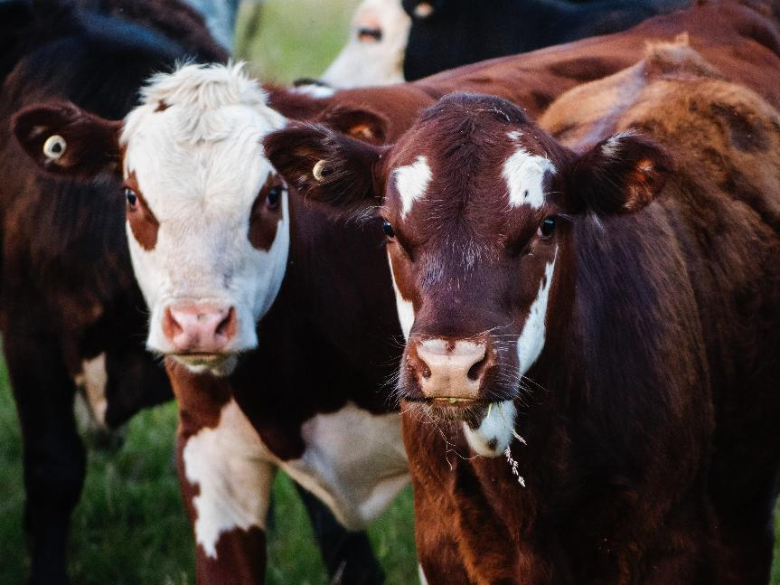科研焦点|生物芯片技术检测奶牛饲料中多种真菌毒素